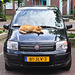 Cat and FIAT