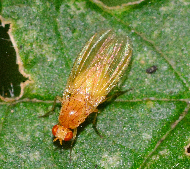 Fruitfly