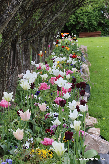 The Tulips' Trench