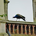 peacock , holland park house, london