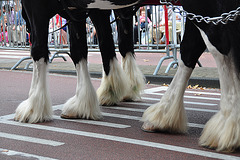 Leidens Ontzet 2011 – Parade – Never cold hooves