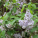Lilac in Blossom