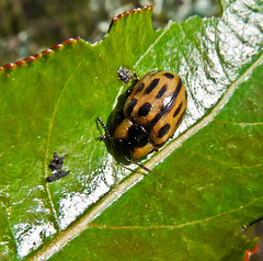Cottonwood Leaf Beetle