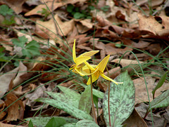 Trout-lily (Dog-tooth-violet)