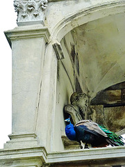 peacock , holland park house, london