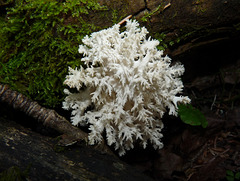 Hericium coralloides, Comb Tooth fungus