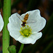 Hoverfly on Sagittaria flower