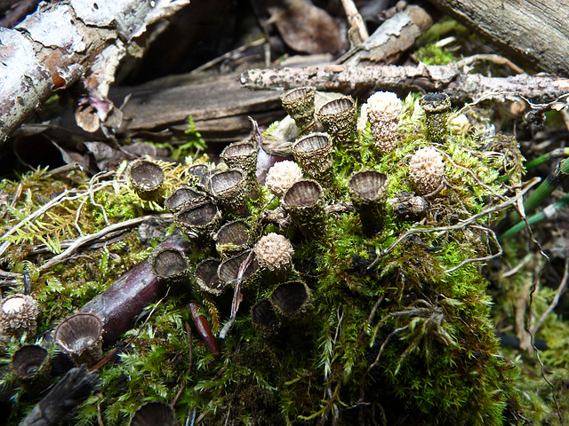 Bird's Nest fungus
