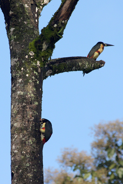 Nesting toucans
