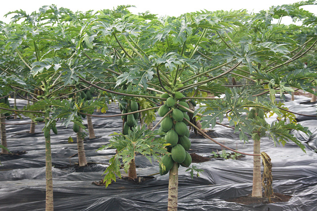 Growing papaya