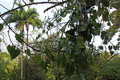 Sarapiqui rainforest