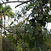 Sarapiqui rainforest