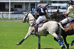 10. Polo in 12 seconds