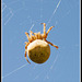 Orb Spider - Araneus Quadratus