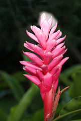 Pink Ginger Lily