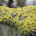 Some golden lichen on a branch