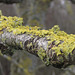 Pretty lichen