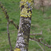 Funny how the lichen was only on one tree