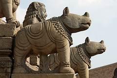 Rhinos of antiquity
