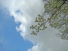 Dogwood flowers against sky
