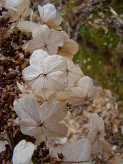 Dried oakleaf hydrangea flower