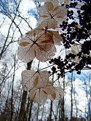 Dried oakleaf hydrangea flower