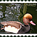Rubber (duck) stamp?