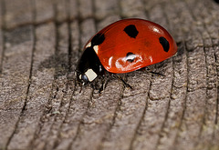 Ladybird 1