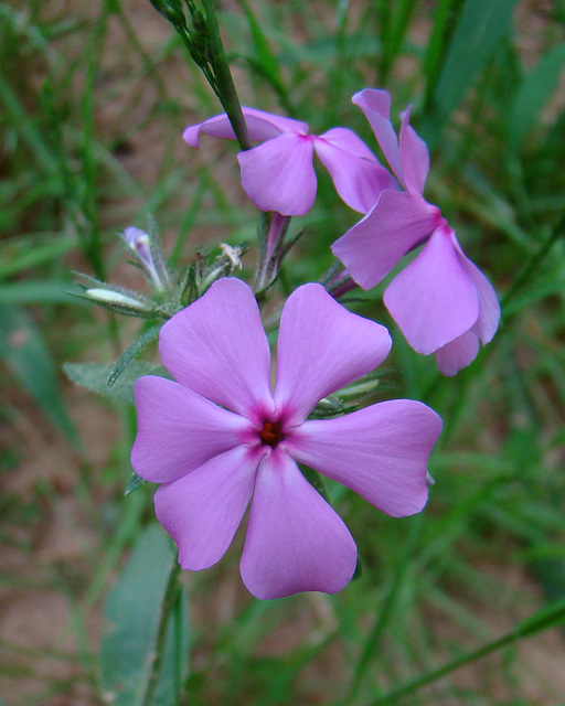 Aberrant Wild Phlox Flower