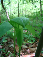Southern Jack-in-the-pulpit flower