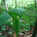 Southern Jack-in-the-pulpit flower