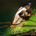Wisley butterfly 2 GXR 60mm Elmarit