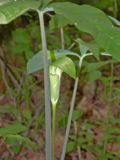 Jack-in-the-pulpit (Southern)