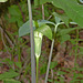 Jack-in-the-pulpit (Southern)
