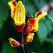 Wisley orchid 1 GXR 60mm Elmarit