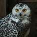 Juvenile Snowy Owl