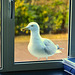 Gull pays a visit