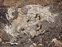 Yellow Jacket's nest