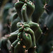 Wisley Cactus 2 GXR 60mm Elmarit