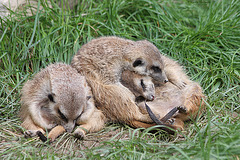 Erdmännchen (Opel-Zoo)