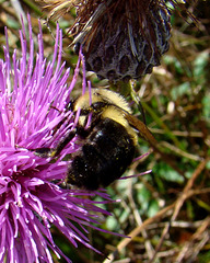 Bumble bee on Thistle Flower