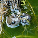 Frog Heads Above Water