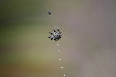 Spiney Orb Weaver  with dinner