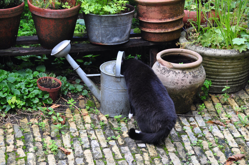 Cats like dirty water