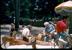 Mary with her brother and grandmother at a roadside animal park in Florida, c. 1958.