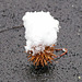 Snowcapped sweet gum seed pod