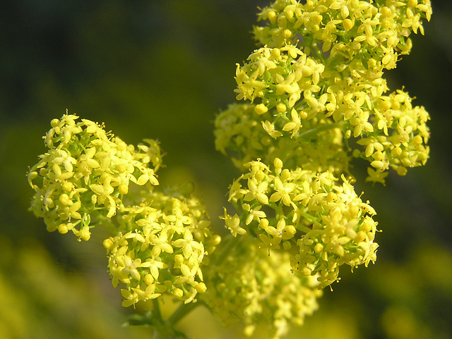 Yellow Bedstraw