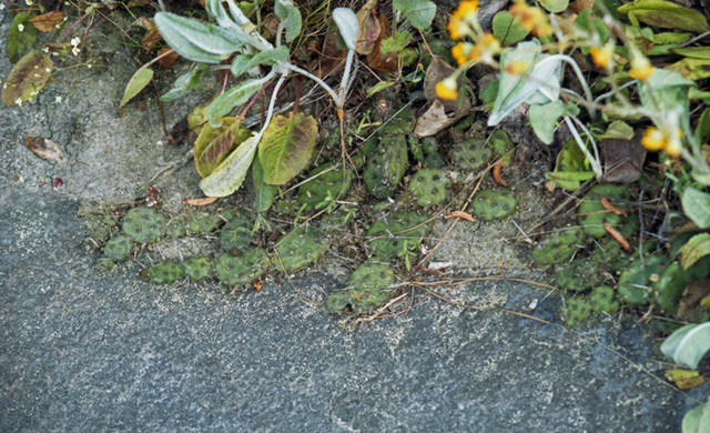 Opuntia humilis in habitat #1