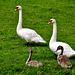 Family Swan