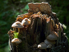Mushrooms on a tree stump